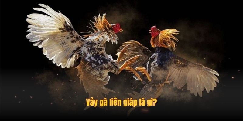 Đá Gà Liên Giáp: Bí Mật Tạo Nên Những Đòn Đánh Chí Mạng