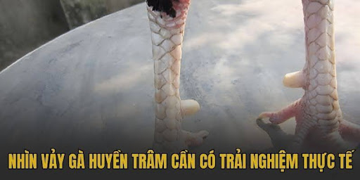 Giải Mã Vảy Gà Huyền Trâm - Dấu Hiệu Thần Kê Bất Bại